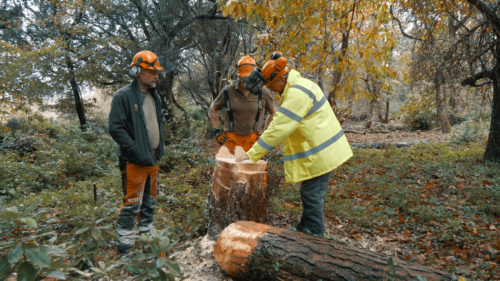 Tree Felling and Processing Trees Up To 380mm